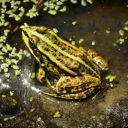 swampyfrogs avatar