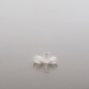 swanlakeprince avatar