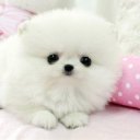 swanlike-elegance avatar