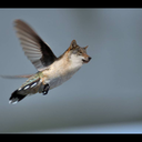 swarm-of-pickles avatar