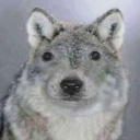 swarm-of-raspberries avatar