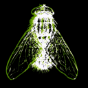 swarmfly avatar
