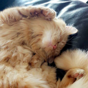 swearitissweet avatar