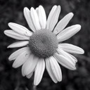 sweaters-n-tea avatar