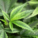 sweatybarbariandonut avatar