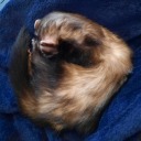 sweatyrascaldeputydreamer avatar