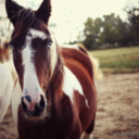 swedishfishwillswim avatar