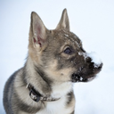 swedishvallhund avatar