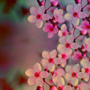 sweet-alvarado avatar