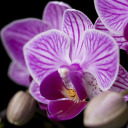 sweet-ambrosia-venom avatar