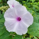 sweet-and-dark-paradise avatar