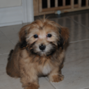 sweet-and-sourr avatar