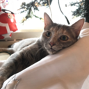 sweet-bird-ho avatar