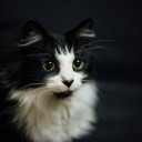 sweet-candy-kain avatar