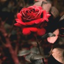 sweet-cherry-river avatar