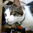 sweet-emotionn-blog avatar