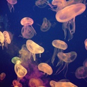 sweet-jelly-dreams avatar