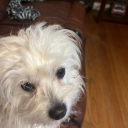 sweet-prosperity avatar