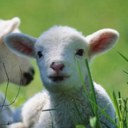 sweet-sheepy-faces avatar