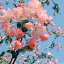 sweet-summer-suffering avatar