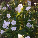 sweetbluedoubt avatar