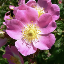 sweetbriar-got-a-kinkblog avatar