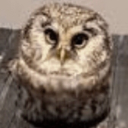 sweetbunnykisser avatar