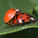 sweetcheeks39 avatar