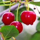 sweetcherriez avatar