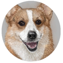 sweetcorgi avatar