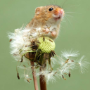 sweetdandeliontea avatar