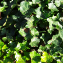 sweetgladiatorfesival avatar