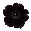 sweetheart-radio avatar