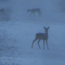 sweetheartcoal avatar