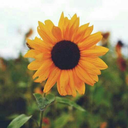 sweetheartmah avatar