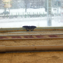 sweethermitress avatar