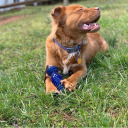 sweetiecenter avatar