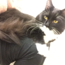 sweetiehunnibee avatar