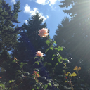 sweetlikecandytomysoul avatar