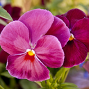 sweetlittlebarracuda avatar