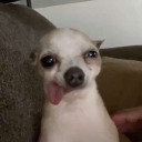 sweetlittledivine avatar