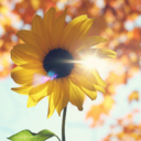 sweetlovelydreams avatar