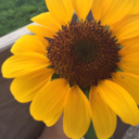 sweetmoonlightkisses avatar