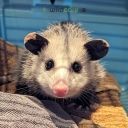 sweetmotherofpossum avatar