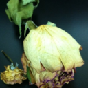 sweetnessoftears avatar