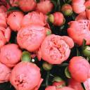 sweetparadise avatar