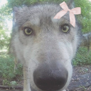 sweetpea-ouppy avatar