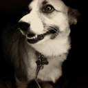 sweetpeathecorgi avatar