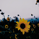 sweetpoison-rpg avatar