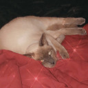 sweetpoison911 avatar